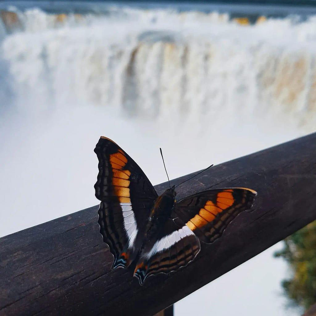 Foto de Pau Sayrol on Unsplash. Mariposa colorida cerca de la Garganta del Diablo, Misiones. Argentina