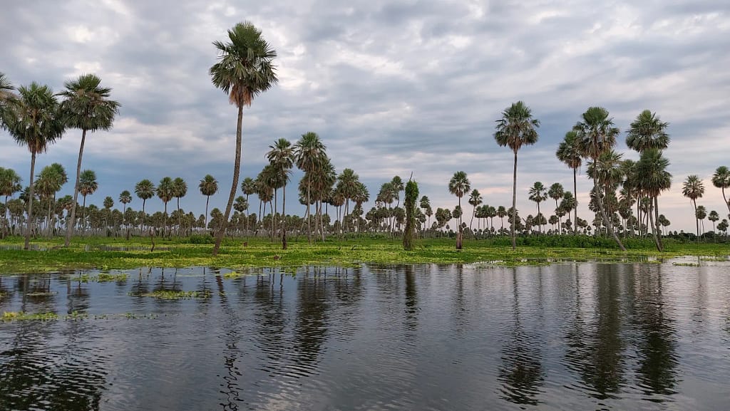 Litoral Argentino: selvas, ríos y cultura que late al ritmo del agua. Bañado La Estrella.  Las Lomitas.  Formosa.  Argentina