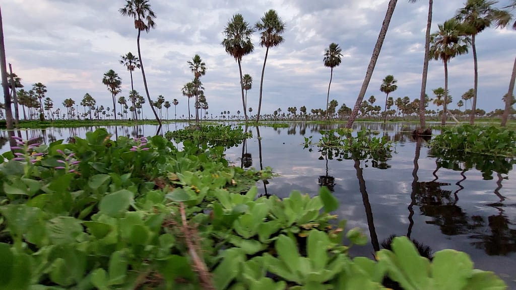 Imágenes en verano del Bañado La Estrella. Las Lomitas. Formosa, Argentina. paisaje natural de aprox. 400 mil hectáreas, donde habitan más de 300 especies de aves. Segundo humedal más grande de Argentina. Declarado Reserva Natural provincial en 2005