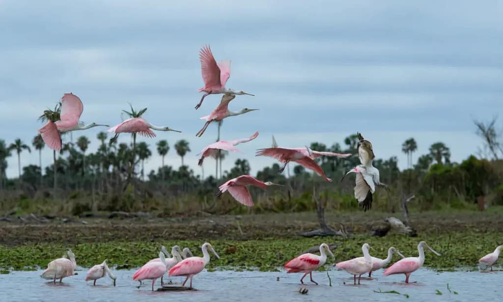 Aves volando sobre los palmares y humedales del Bañado La Estrella, en Formosa, uno de los mayores humedales de Argentina.