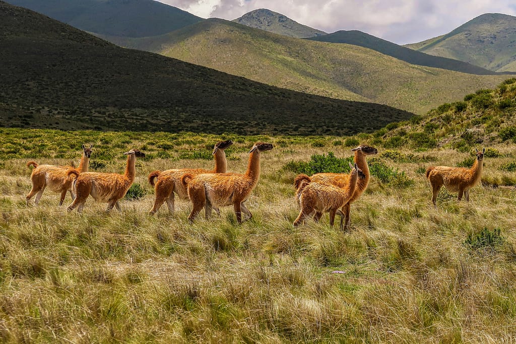 Foto de Hector Ramon Perez en Unsplash. Vida silvestre en Salta, Argentina