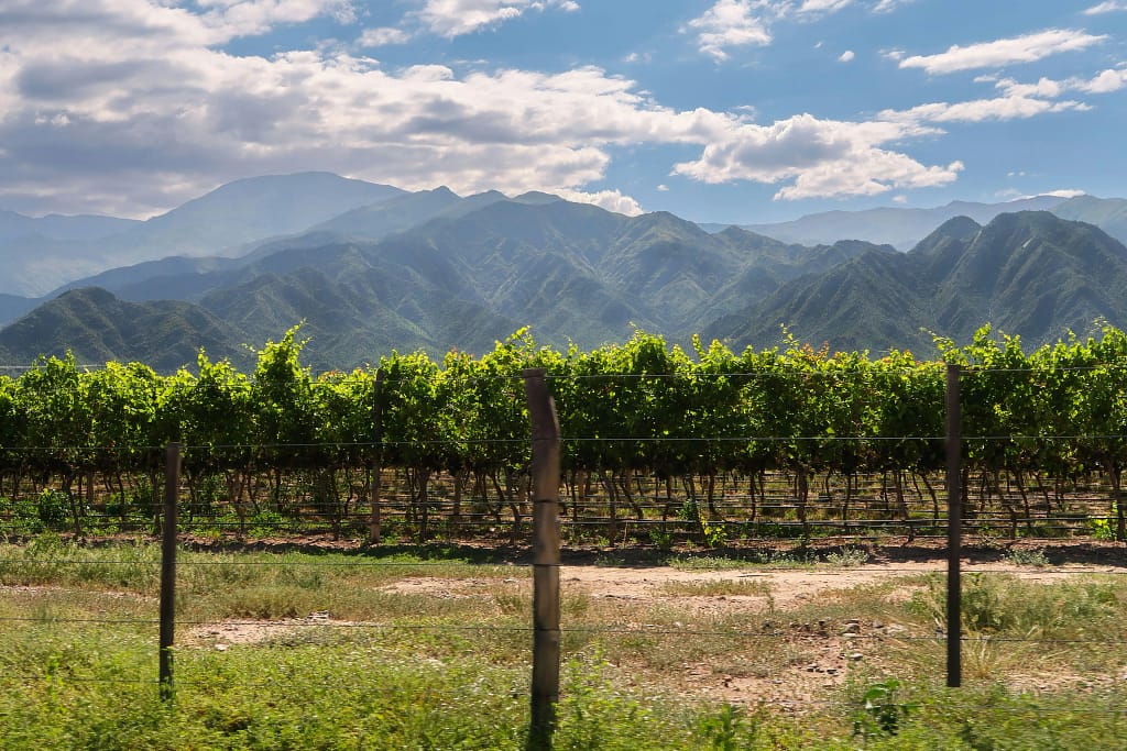 Viñedo de altura. Cafayate, Salta, Argentina