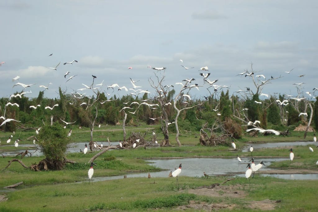 Aves en el Bañado La Estrella, Las Lomitas, Formosa. Foto de Mbmatheu, CC BY-SA 4.0, via Wikimedia Commons