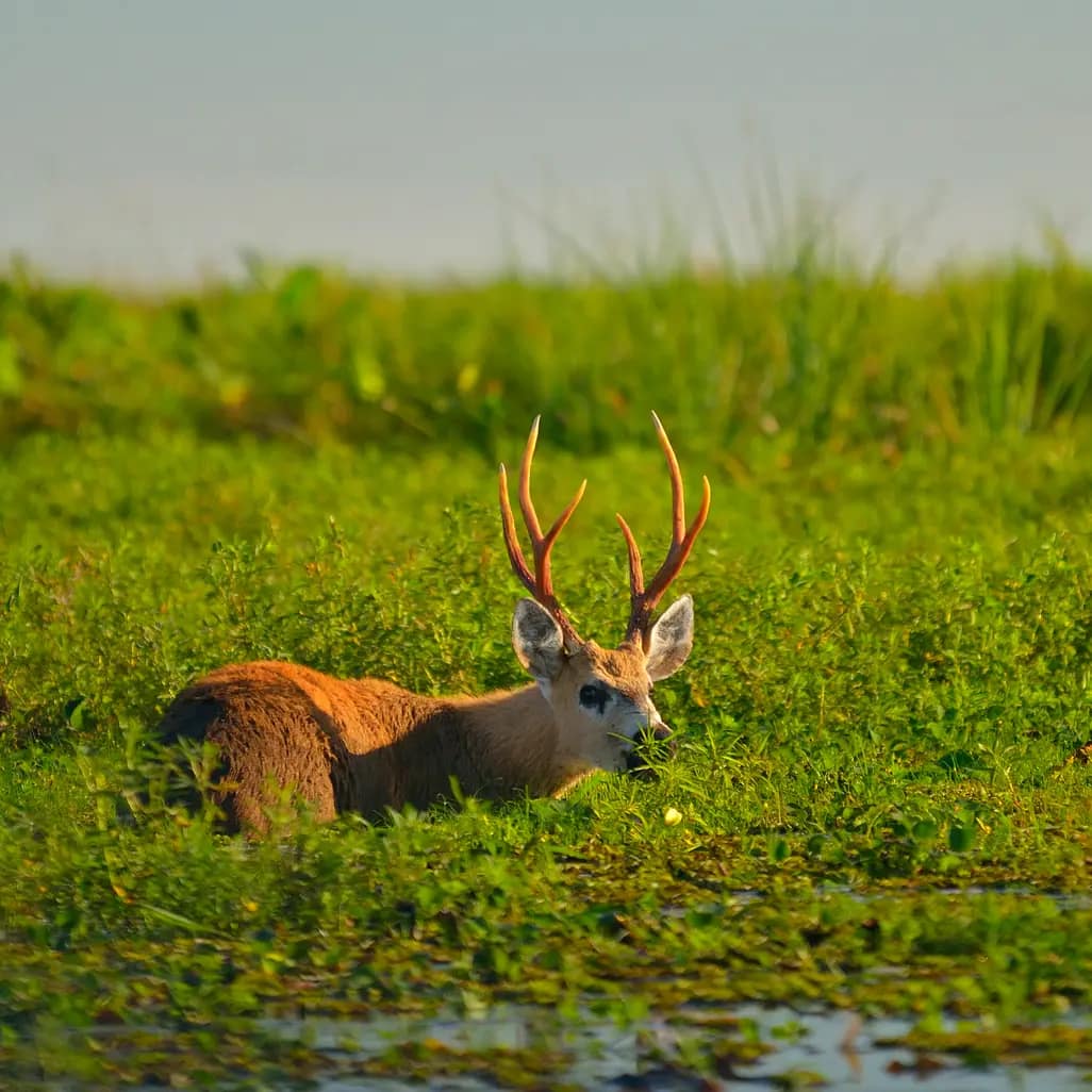 Ciervo de los Pantanos. Esteros del Ibera, Corrientes, Argentina. Foto por formulario PxHere - Fototravesia FNA