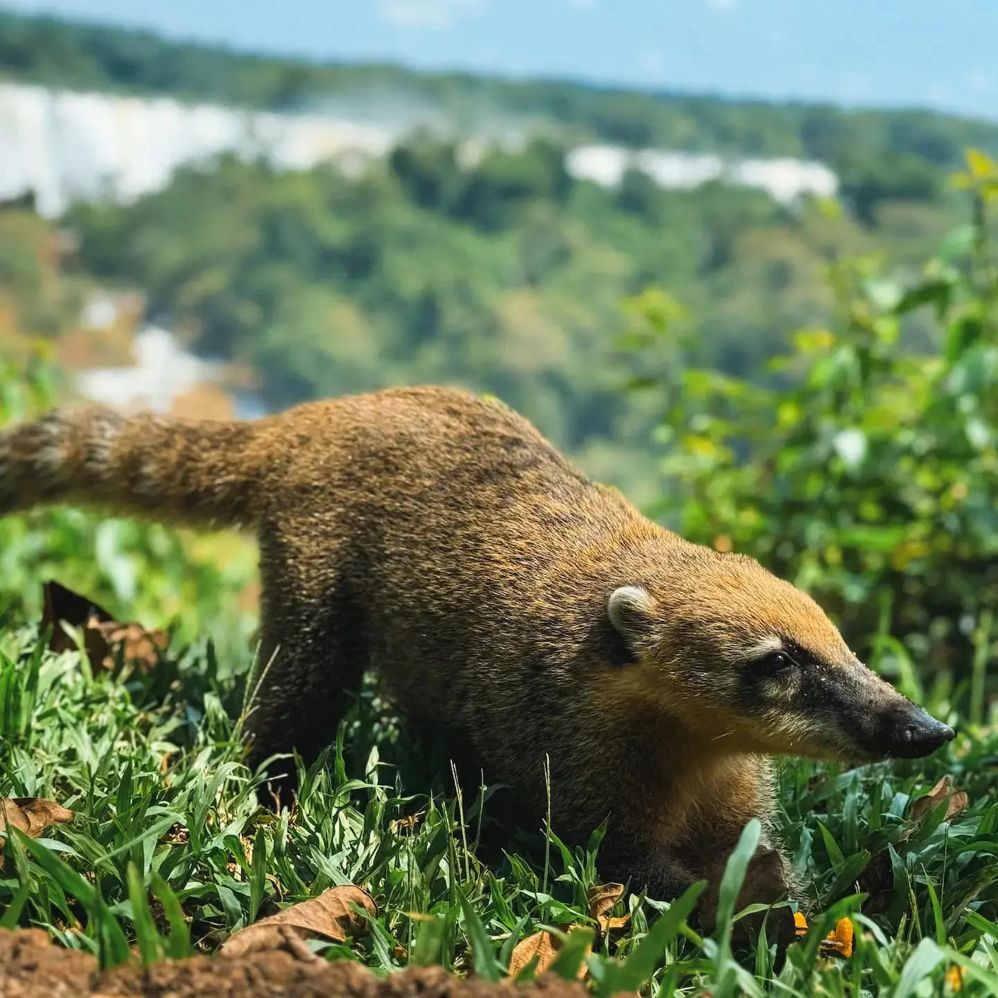 Foto de Foto de Marina Zvada en Pexels. Coati en Cataratas del Iguazú, Misiones, Argentina