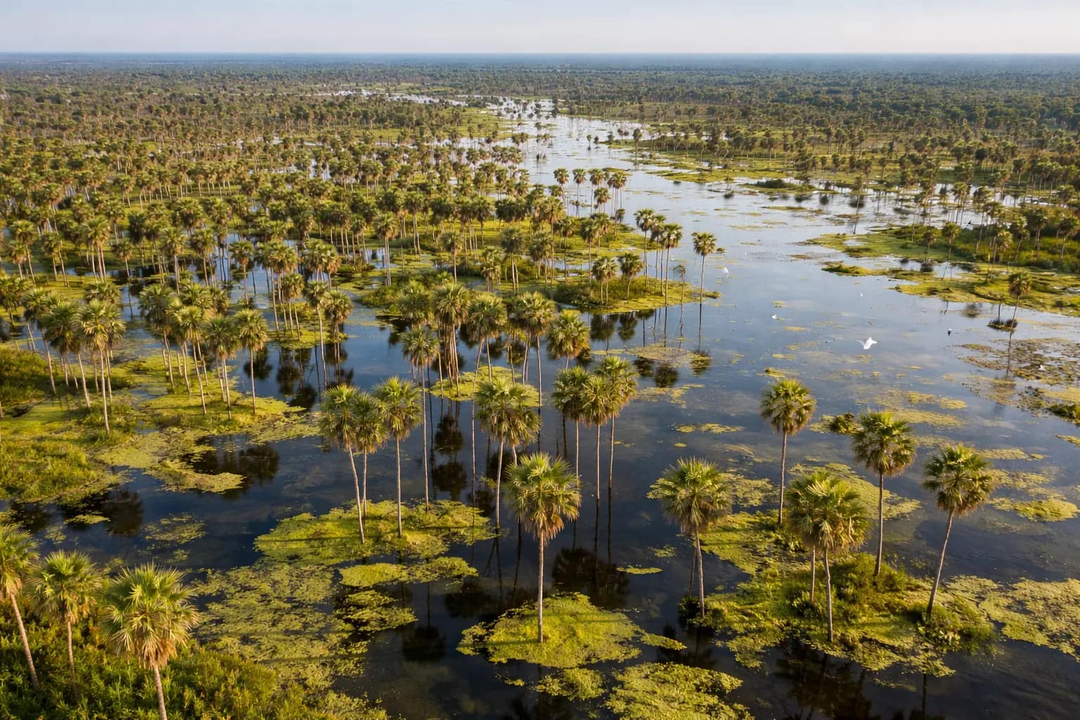 Fotografía aérea de gran angular que muestra la inmensidad del Bañado La Estrella en Formosa, Argentina. Cientos de palmeras caranday emergen de las aguas tranquilas, que reflejan el cielo y la vegetación flotante (camalotes), extendiéndose hasta un horizonte brumoso.