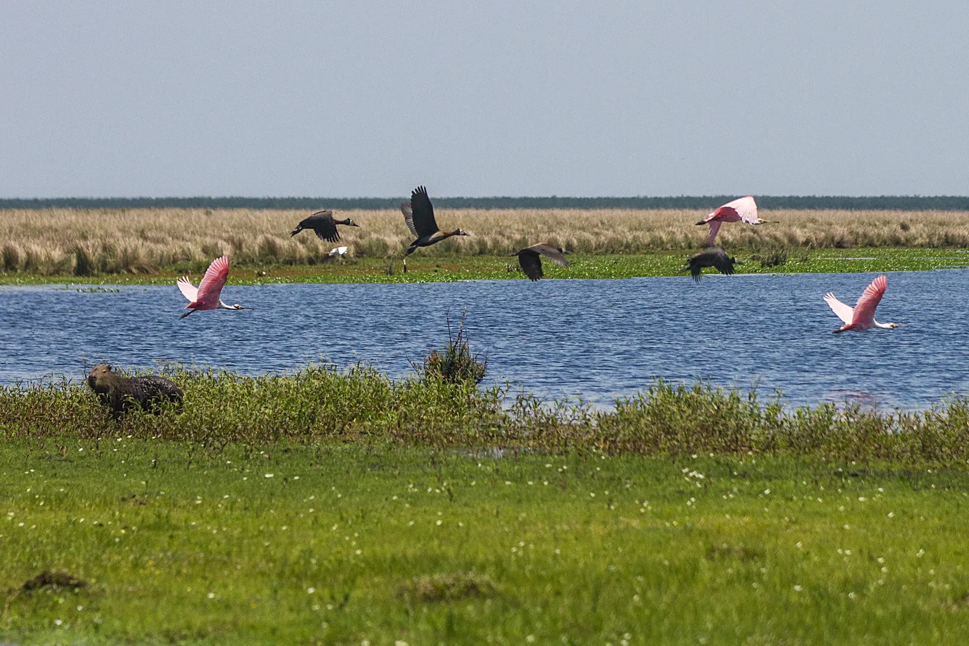 Aves y Carpincho en el Parque Nacional Iberá, Esteros del Iberá, Corrientes, Argentina.  Foto del Ministerio de Cultura de la Nación Argentina, CC BY-SA 2.0. via Wikimedia Commons. 