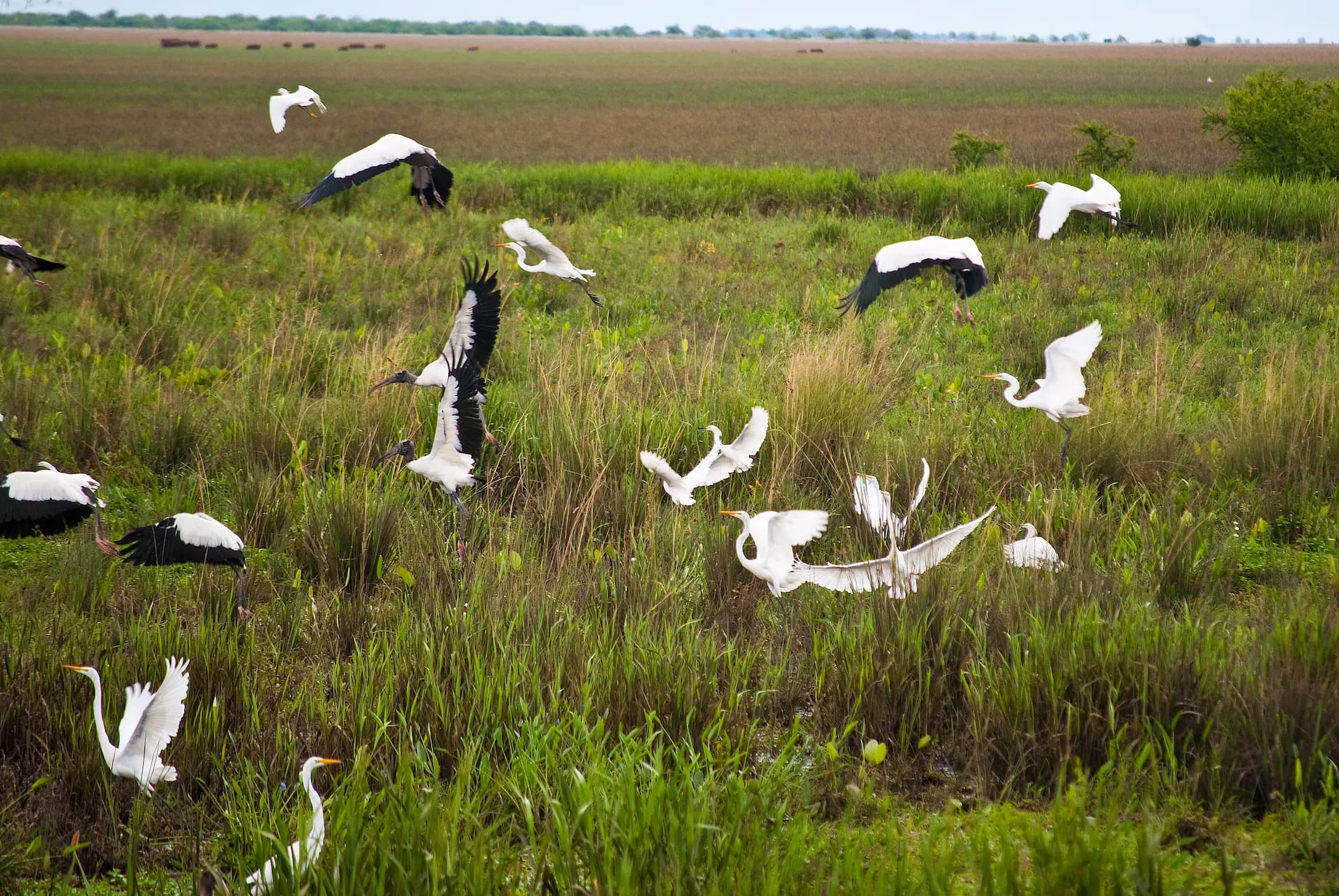 Aves despegando, Esteros Del Iberá, Corrientes, Argentina. Phillip Capper from Wellington, New Zealand, CC BY 2.0, via Wikimedia Commons.