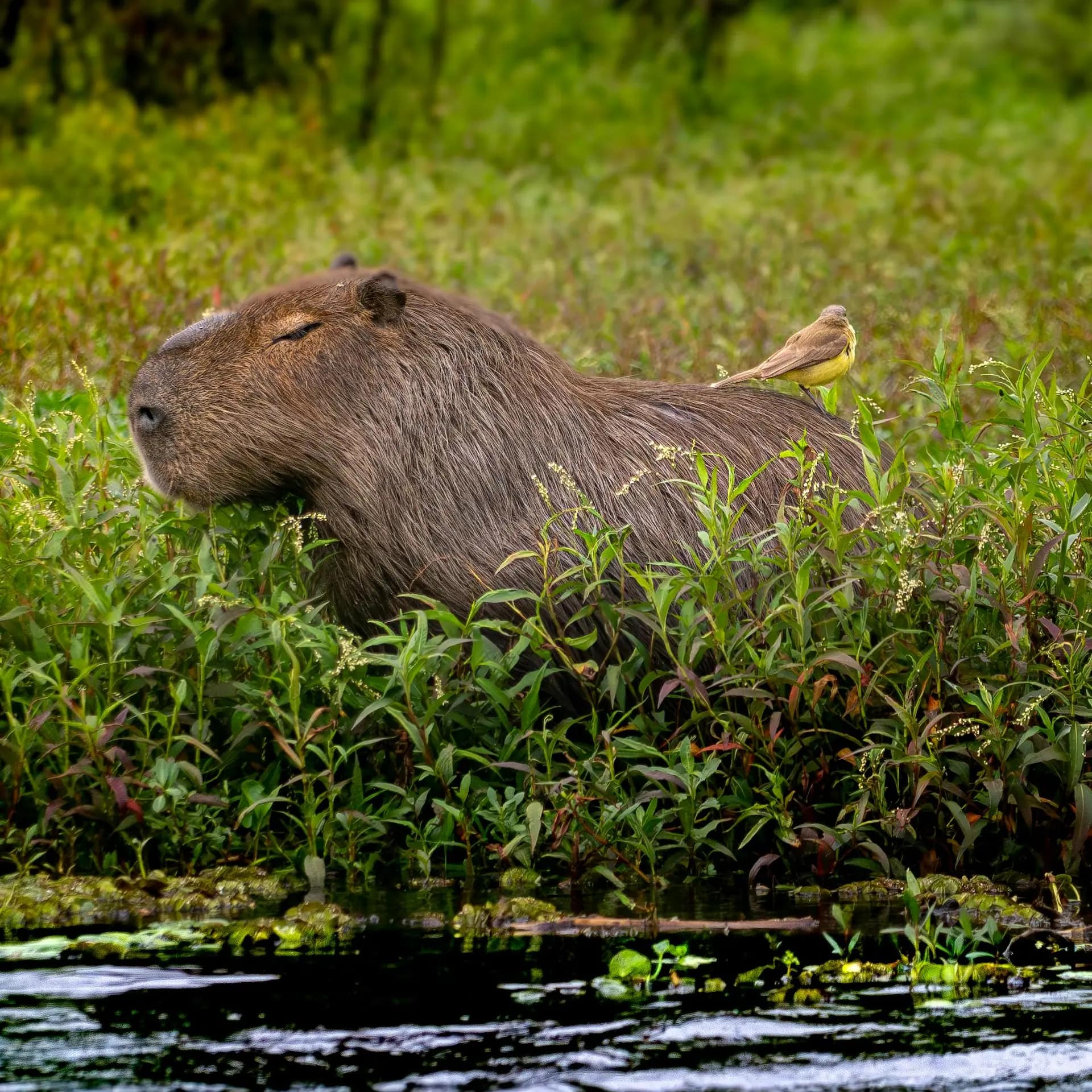 Carpincho en los Humedales de Corrientes, Esteros de Iberá, Argentina. Foto de Marcelo Gonzalez en Pexels.