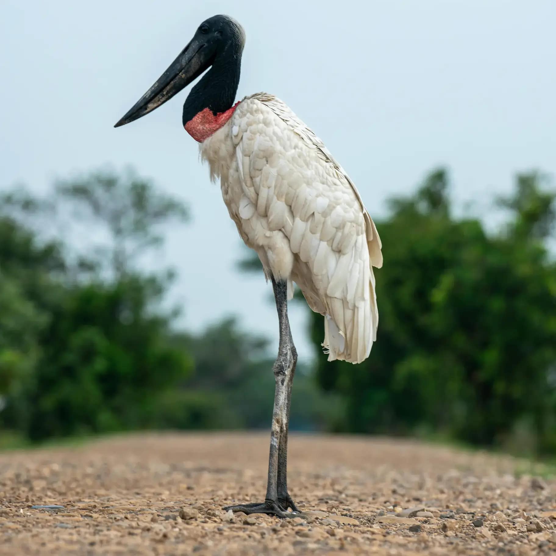 El Jabiru en los caminos del Bañado La Estrella Fotografía de cuerpo completo de un Jabiru, una cigüeña gigante, de pie en un camino de ripio en el Bañado La Estrella, Formosa, Argentina. Se lo ve de perfil, con su característico cuello negro y base roja visible, y plumaje blanco. Fondo borroso (bokeh) de árboles y un camino de tierra, con el ave mirando hacia la izquierda.