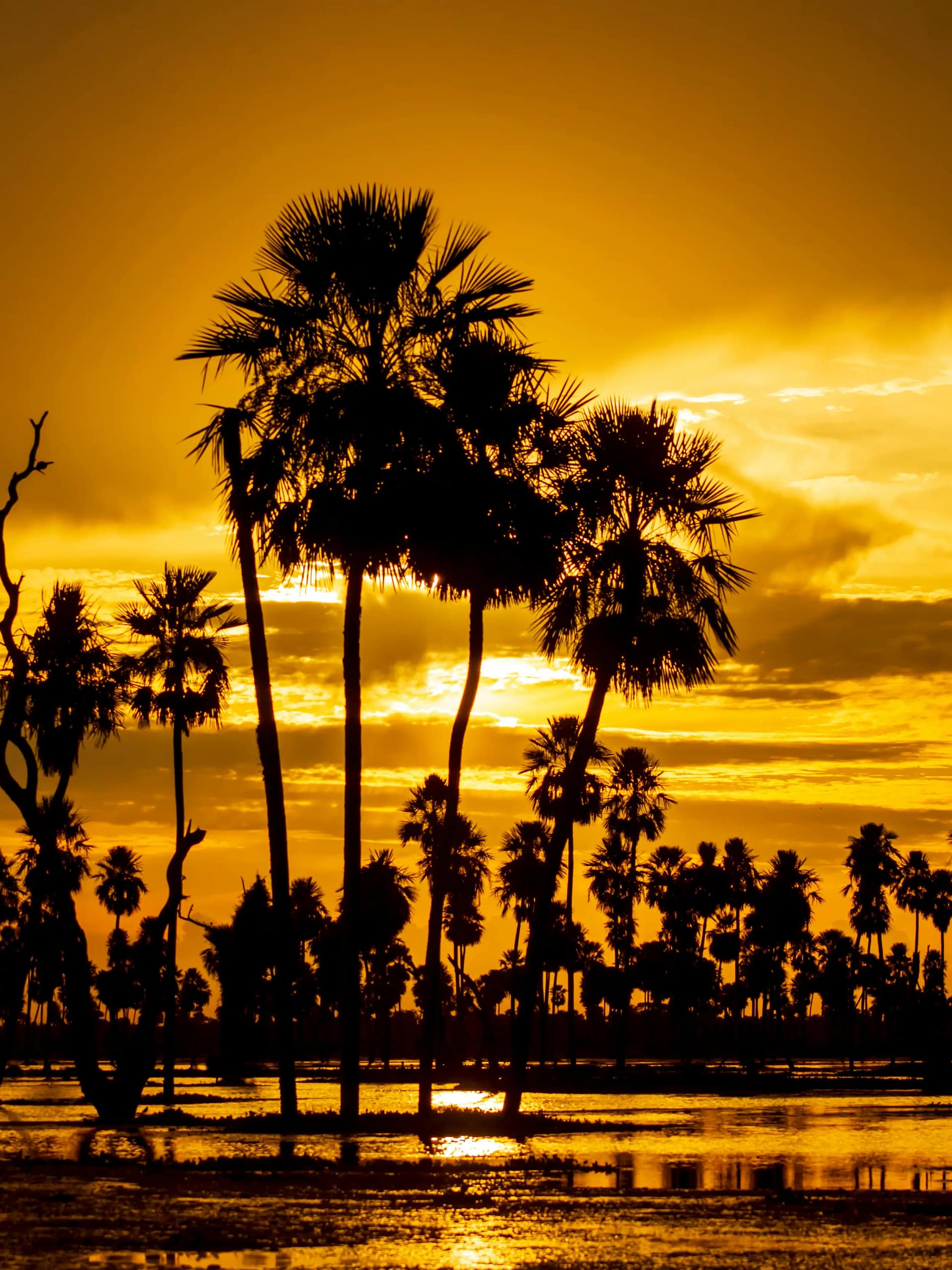 Atardecer en el Bañado La Estrella, Las Lomitas, Formosa, Argentina. Foto de Marcelo Avila en Pexels Lagunas y palmares del Bañado La Estrella en la provincia de Formosa