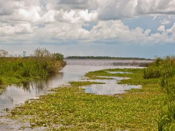 Paisaje de los Esteros del Ibera, Corrientes, Argentina.
