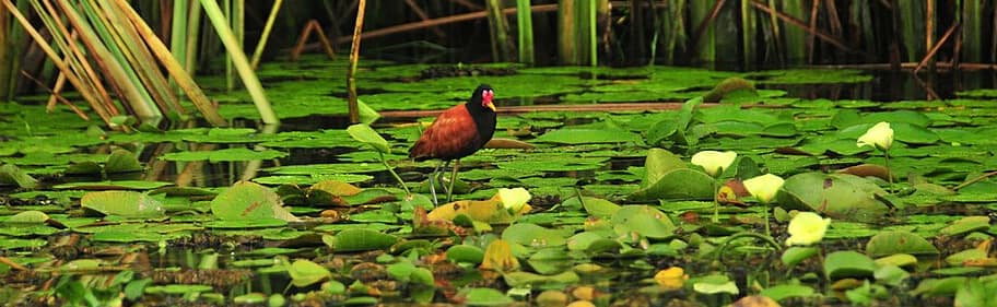 Gallito de agua. Avifauna en los Esteros del Iberá. Corrientes, Argentina. Foto de Negrorodrigo, CC BY-SA 4.0, via Wikimedia Commons.